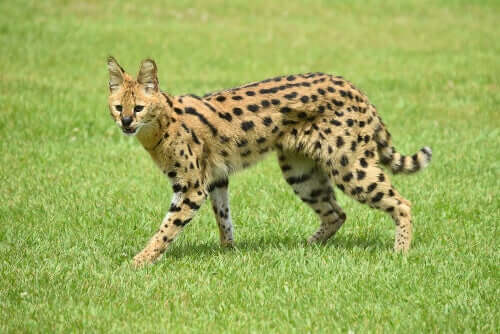 le lunghe zampe sono un'inconfondibile caratteristica del serval