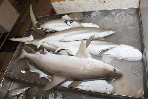 Importanza di accordo internazionale CITES per gli esemplari di squalo bianco