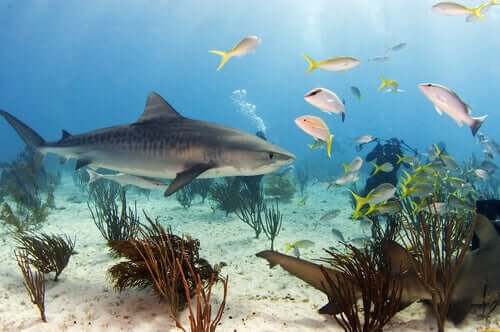 Habitat dello squalo tigre