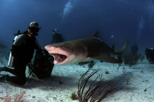 Sub in mezzo agli squali