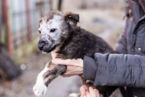 La tigna nei cuccioli: sintomi e trattamento