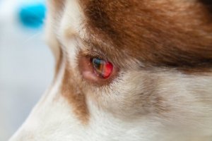 Versamenti oculari nei cani: come trattarli