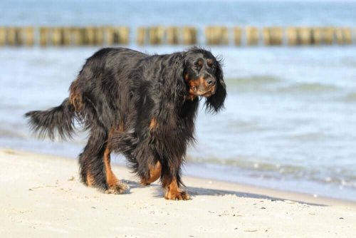 Cane che passeggia sulla spiaggia