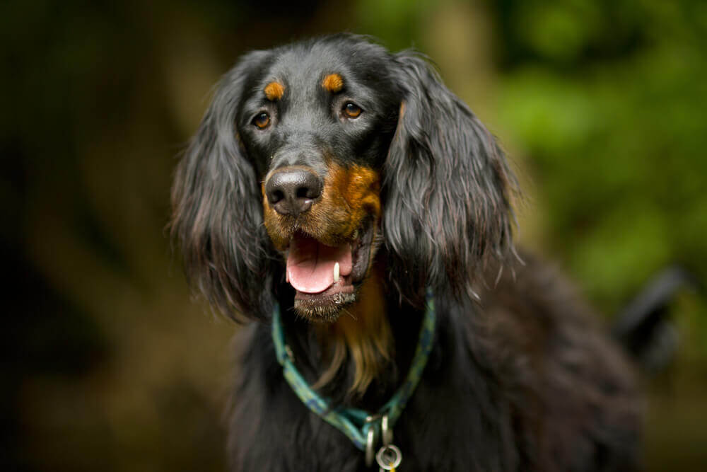 Gordon Setter, un cane di origine scozzese