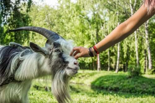Persona che accarezza una capra