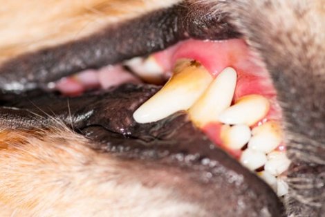 Malattia gengivale nei cani: sintomi e cure