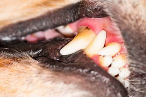Malattia gengivale nei cani: sintomi e cure
