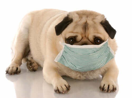 Problemi di salute canina causati da ambienti sporchi