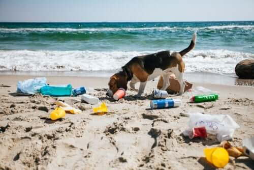la contaminazione ambientale coinvolge anche la salute canina