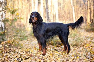Gordon Setter, un meraviglioso cane scozzese