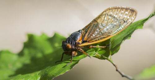 Qual è l'insetto più rumoroso in assoluto?