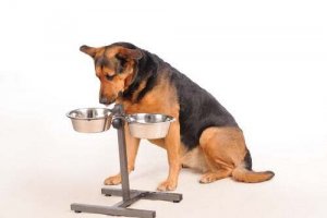 I benefici della ciotola rialzata per cani