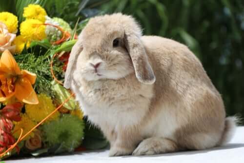 Coniglio ariete vicino a un mazzo di fiori