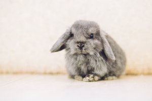 Coniglio ariete: caratteristiche e cure