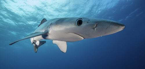 Cosa mangia lo squalo azzurro