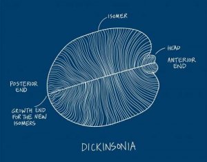 Scoperto il primo animale del mondo: la dickinsonia