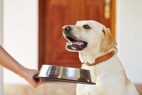 Dieta del cane a seconda della razza