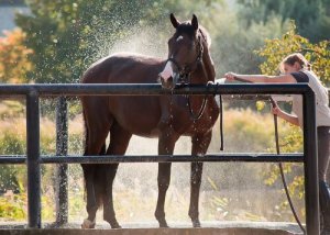 Come rinfrescare il cavallo in estate per evitare i colpi di calore