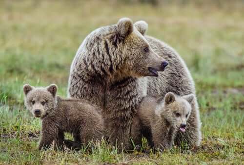 Mamma orsa con due orsetti
