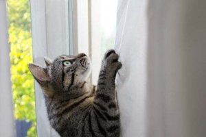 Perché i gatti sono così agili? Ve lo spieghiamo qui