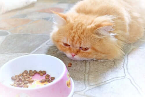 Come accudire un gatto con la epatite che non vuole mangiare