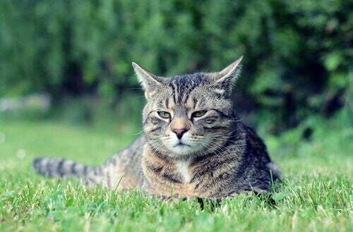 Gatto su un prato