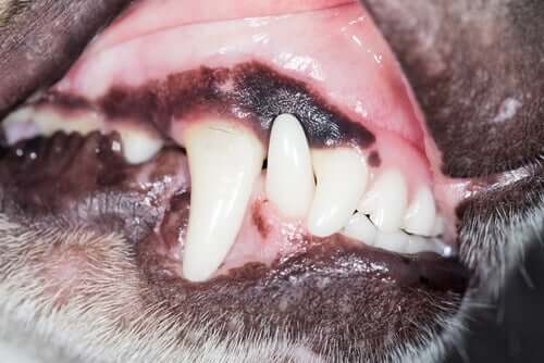 per identificare la malattia gengivale nei cani, bisogna esaminare la loro bocca