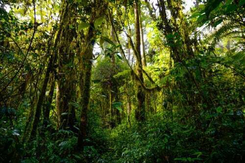 Le foreste più ricche di biodiversità del pianeta