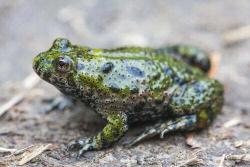Bombinatoridae caratteristiche, alimentazione e habitat