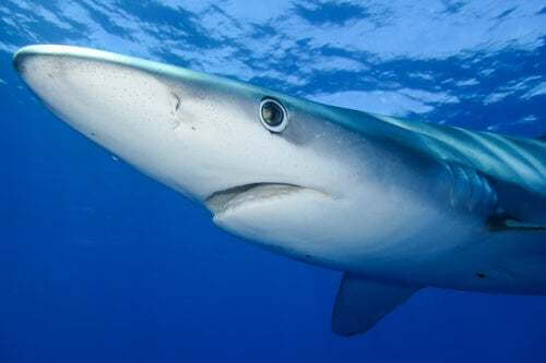 L'habitat dello squalo blu è il mare aperto
