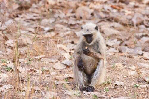 Hanuman langur in un bosco