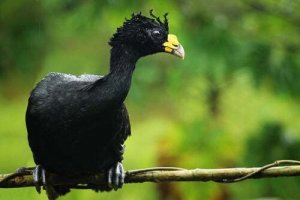 L'hocco maggiore, un uccello affascinante e in via di estinzione