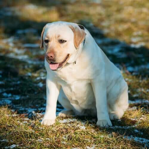 artrite nel labrador retriever: uno dei fattori scatenanti è costituito dalla corpulenza del cane