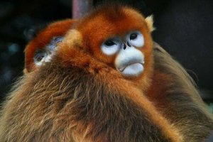 Scopriamo insieme il langur duca, il dio scimmia