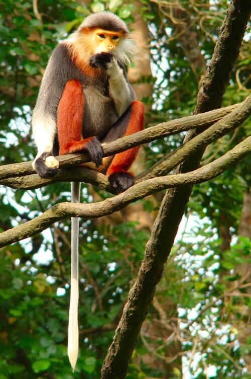 Scimmia indiana su un albero