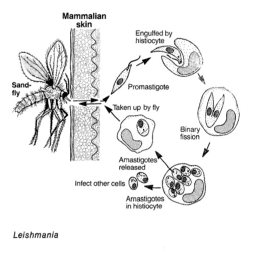 La Leishmania è uno dei parassiti monocellulari