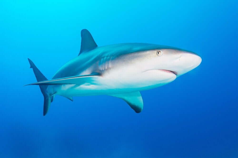 lo squalo grigio