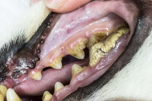 la malattia gengivale nei cani provoca l'erosione dei denti