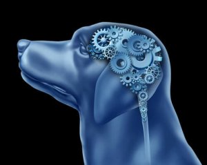 I cani possono soffrire di disturbo ossessivo-compulsivo?