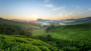 La catena alimentare e la sua importanza in natura