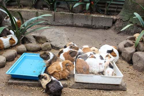 Parassiti nei porcellini d'India