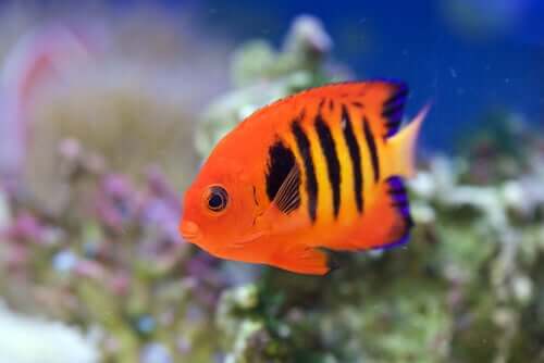Il pesce angelo fiamma tra i pesci più belli dello oceano