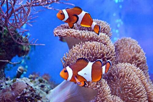 L'incredibile relazione tra il pesce pagliaccio e l'anemone di mare