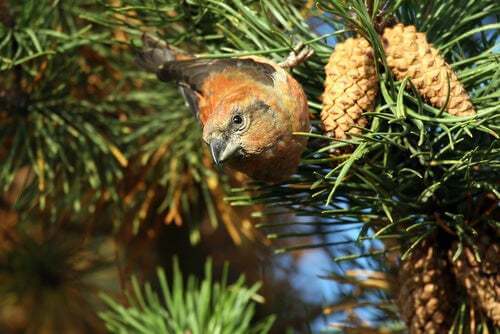 Albero di pino e uccello