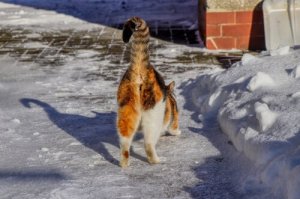 Perché il posteriore di alcuni gatti emana un cattivo odore?