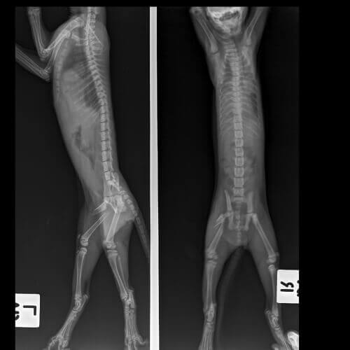 a volte la diagnosi dei gatti zoppicanti può richiedere l'impiego di una radiografia