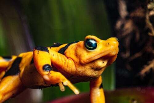 La rana dorata del Panama: un anfibio bellissimo che rischia l'estinzione