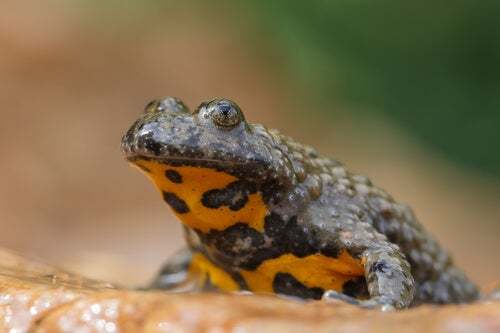 Ululone dal ventre giallo