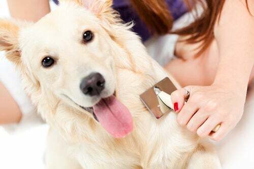 5 buoni motivi per spazzolare il cane regolarmente