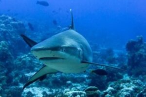 Scopriamo l’affascinante mondo dello squalo grigio